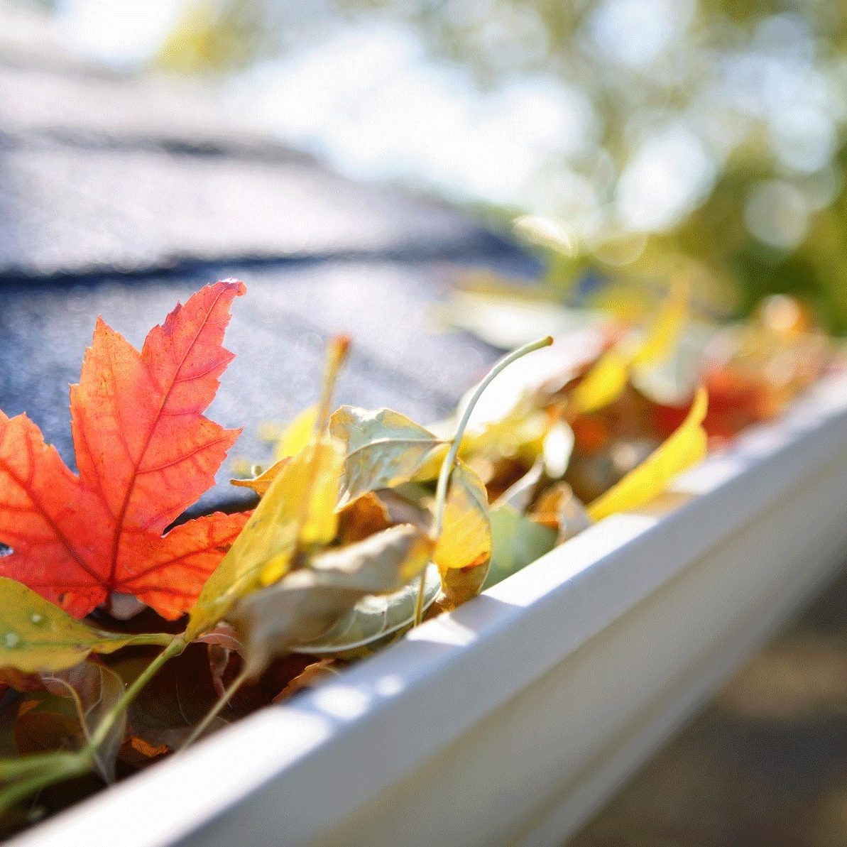Gutter-Cleaning